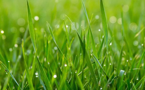 Artificial Grass: A Worthwhile Investment?